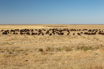 Fototapeta na wymiar flock of sheep grazes in the steppes of Kazakhstan