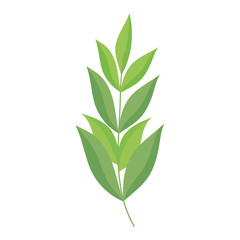 Fototapeta na wymiar greenery branch leaves foliage ecology botanical icon