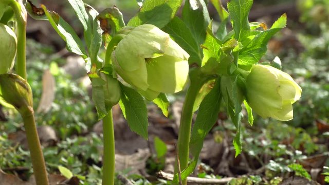 February blooming green hellebore Helleborus caucasicus flowers in a forest in the foothills of the North Caucasus