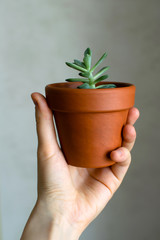 Female hand hold small succulent in clay pot at gray concrete wall background. Urban jungle. Minimal and simple modern lifestyle.