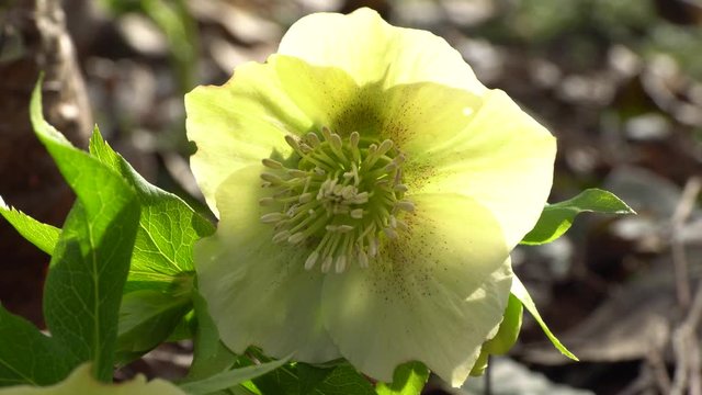 Spring green Helleborus caucasicus hellebore flower in a forest in the foothills of the North Caucasus