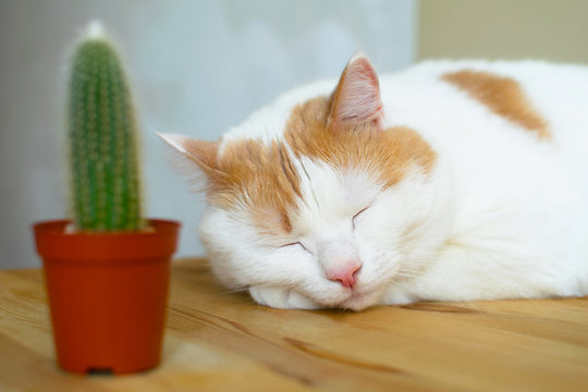 White and red cat sleeping at wooden table close to small cactus in pot.