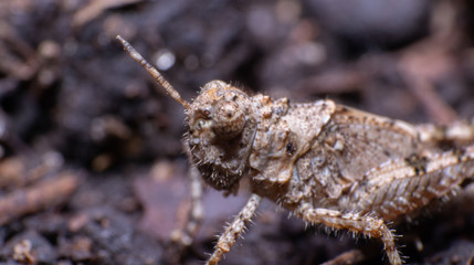 reverse macro photography