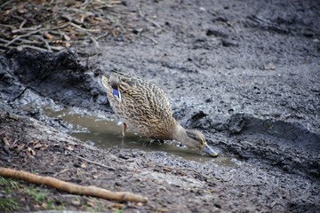 Female Mallard duck having a bath and drinking in a muddy puddle