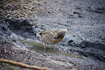 Female Mallard duck having a bath and drinking in a muddy puddle