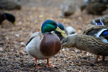 Close up of colourful male Mallard duck