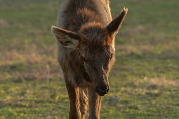 donkey in a field