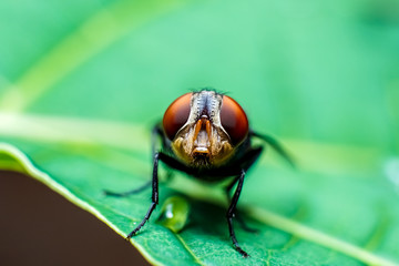 a fly on a fresh leaf with water drops on it is photographed using macro techniques