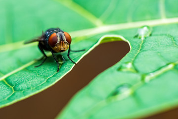 a fly on a fresh leaf with water drops on it is photographed using macro techniques