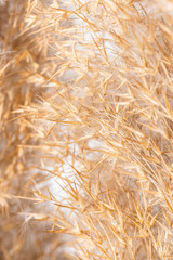 dried grass. on white background. herbarium.