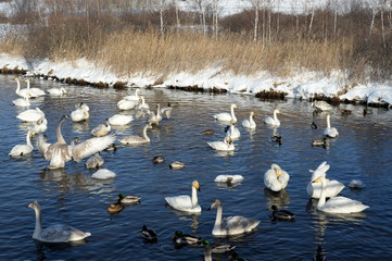 Whooper swans on wintering in the south of Western Siberia. Light Lake. The reserve 