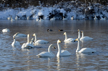 Naklejka na ściany i meble Whooper swans on wintering in the south of Western Siberia. Light Lake. The reserve 