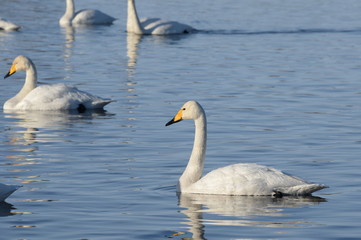 Whooper swans on wintering in the south of Western Siberia. Light Lake. The reserve 