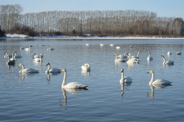 Whooper swans on wintering in the south of Western Siberia. Light Lake. The reserve 
