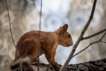 red squirrel sits on a tree