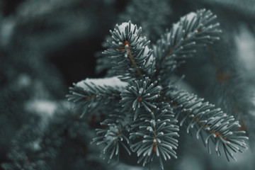 spruce twigs in winter closeup
