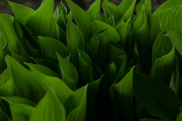 Fototapeta na wymiar green leaves - abstract composition