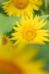 Sunflowers in the blue sky