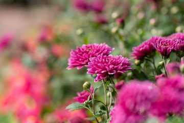 Close up of purple chrysanthemum