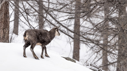 Isolated Chamois in the woodland under snowfall (Rupicapra rupicapra)