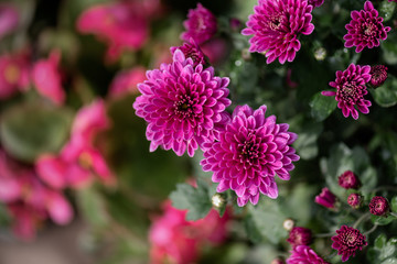 Close up of purple chrysanthemum