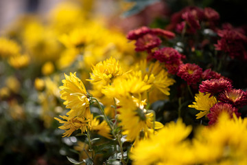 Many small yellow chrysanthemums huddled together