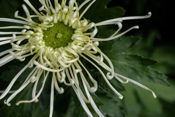 Naklejka na ściany i meble Close up of white chrysanthemum