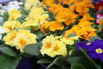 Fototapeta na wymiar primrose flower seedlings in the store