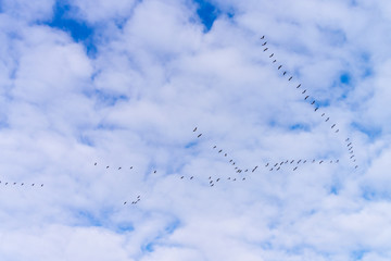 Wiosna w Dolinie Biebrzy. Rzeka Biebrza. Klucze dzikich gęsi, Podlasie, Polska © podlaski49