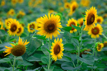 Sunflowers on a farm, China