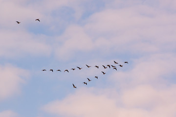 Wiosna w Dolinie Biebrzy. Rzeka Biebrza. Klucze dzikich gęsi, Podlasie, Polska © podlaski49