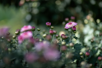Close up of purple chrysanthemum