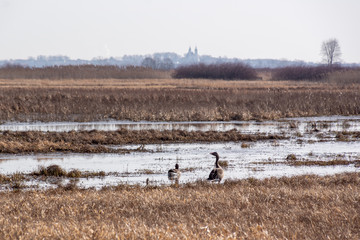 Wiosna w Dolinie Biebrzy. Rzeka Biebrza. Klucze dzikich gęsi, Podlasie, Polska © podlaski49