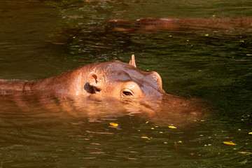 Hippos in the river.