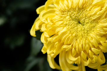 Close up of yellow chrysanthemum