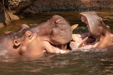 Two hippos fighting in the river.