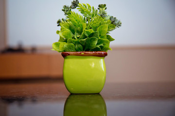 A small plastic potted plants in green clay pot on wooden table . Green pot with small tree Used for home decoration .