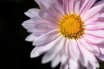 Fototapeta premium Close up of purple chrysanthemum