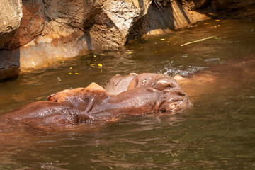 Two hippos fighting in the river.