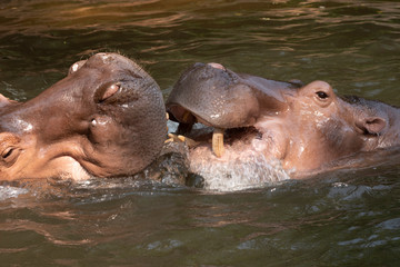 Two hippos fighting in the river.