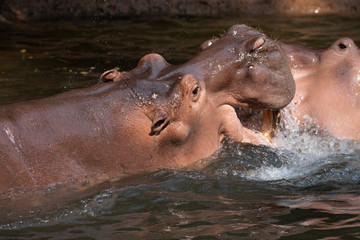 Two hippos fighting in the river.