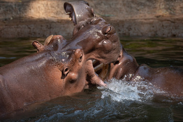 Fototapeta na wymiar Two hippos fighting in the river.