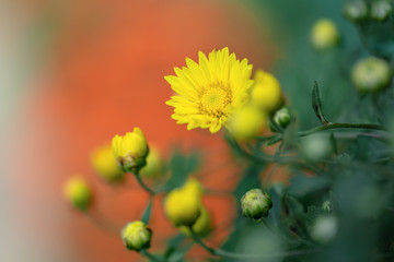 Many small yellow chrysanthemums huddled together