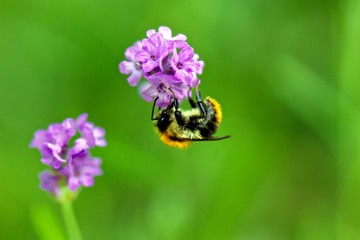 bee on flower