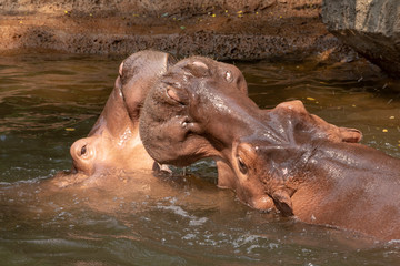 Fototapeta premium Two hippos fighting in the river.