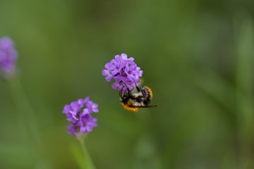 bee on flower