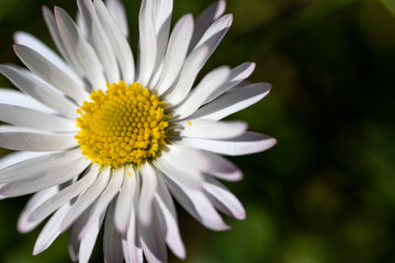 Obraz premium a white daisy with petals