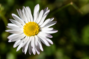 a white daisy with petals