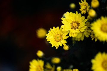 Close up of yellow chrysanthemum