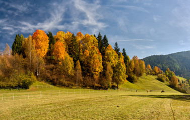 Horses on pasture Italian Alps in autumn, around St. Magdalena
